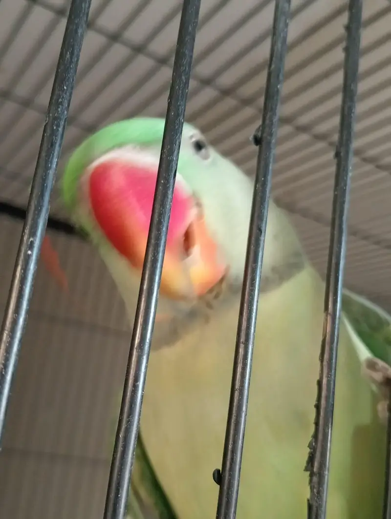 beautiful quality raw parrot pathy 2 pairs available — photo 7