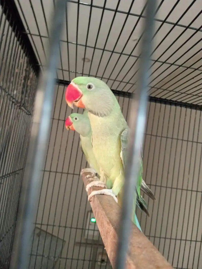 beautiful quality raw parrot pathy 2 pairs available — photo 8
