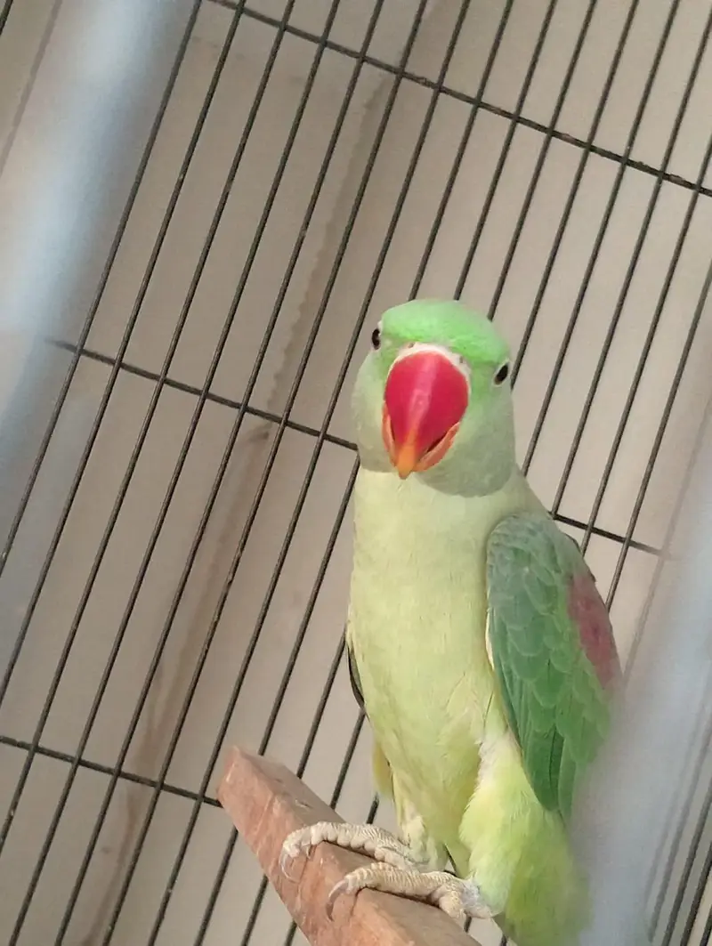 beautiful quality raw parrot pathy 2 pairs available — photo 9