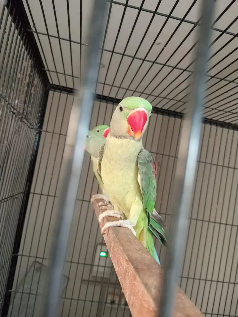 beautiful quality raw parrot pathy 2 pairs available — photo 10