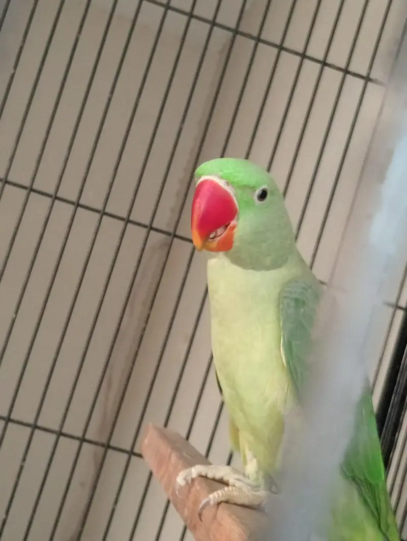 beautiful quality raw parrot pathy 2 pairs available — photo 11