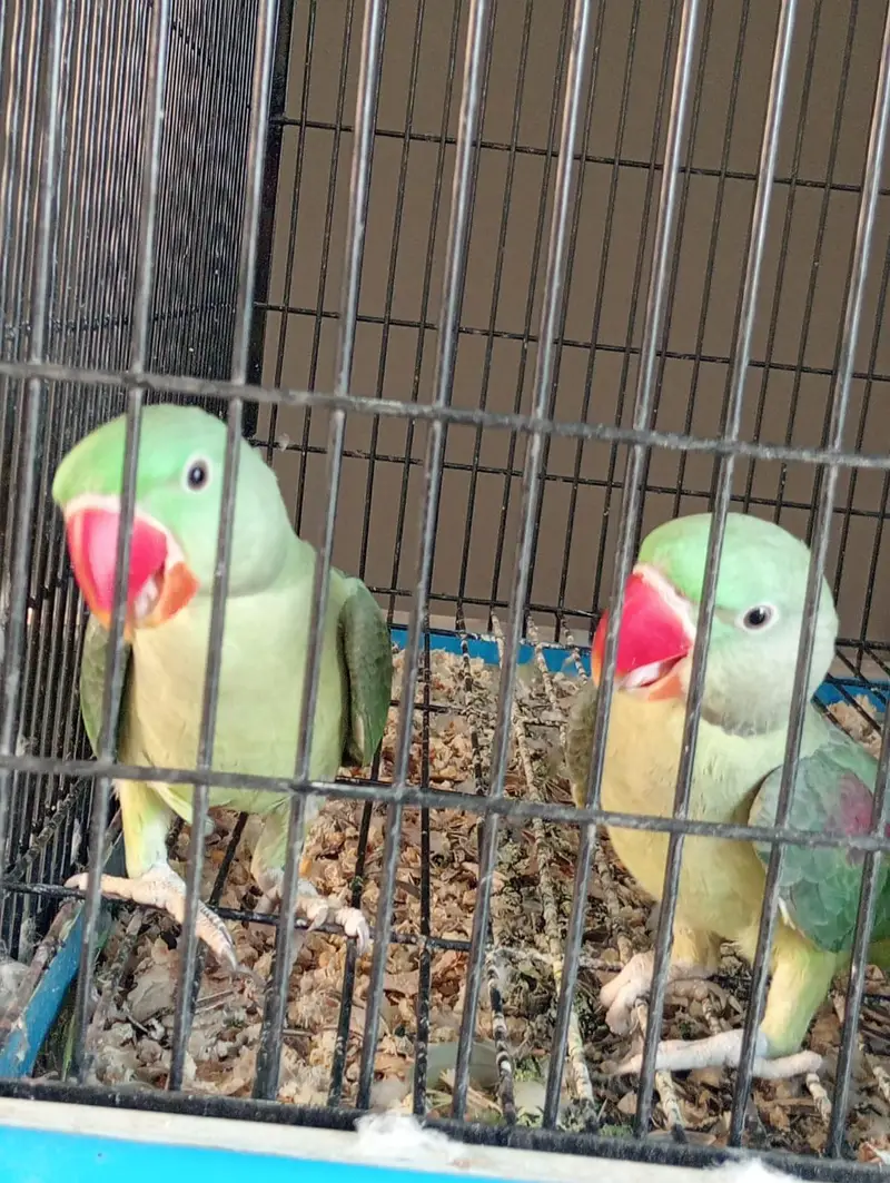 beautiful quality raw parrot pathy 2 pairs available — photo 12