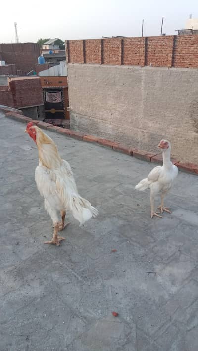 2 female 1 male