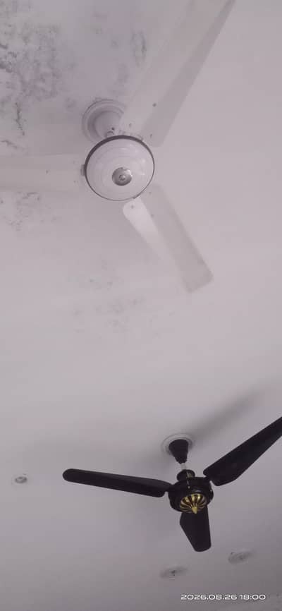 Celing Fan For Sale Urjent