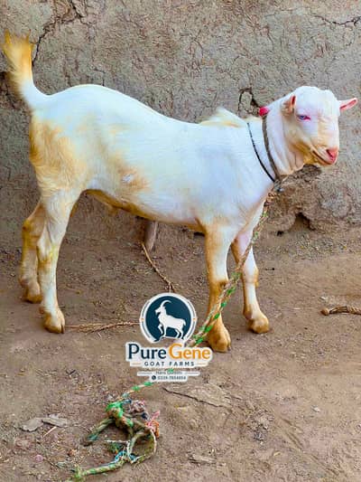 Gulabi tedda male white eyes age 8 months