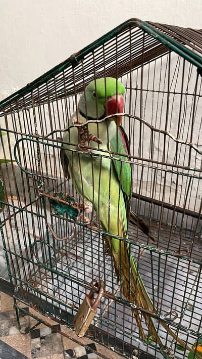 Raw parrot