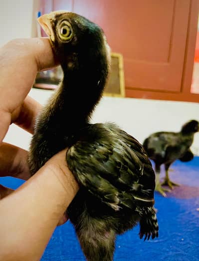 Parrrot Beak White original Taamilnadou X Dragon Female Chick's