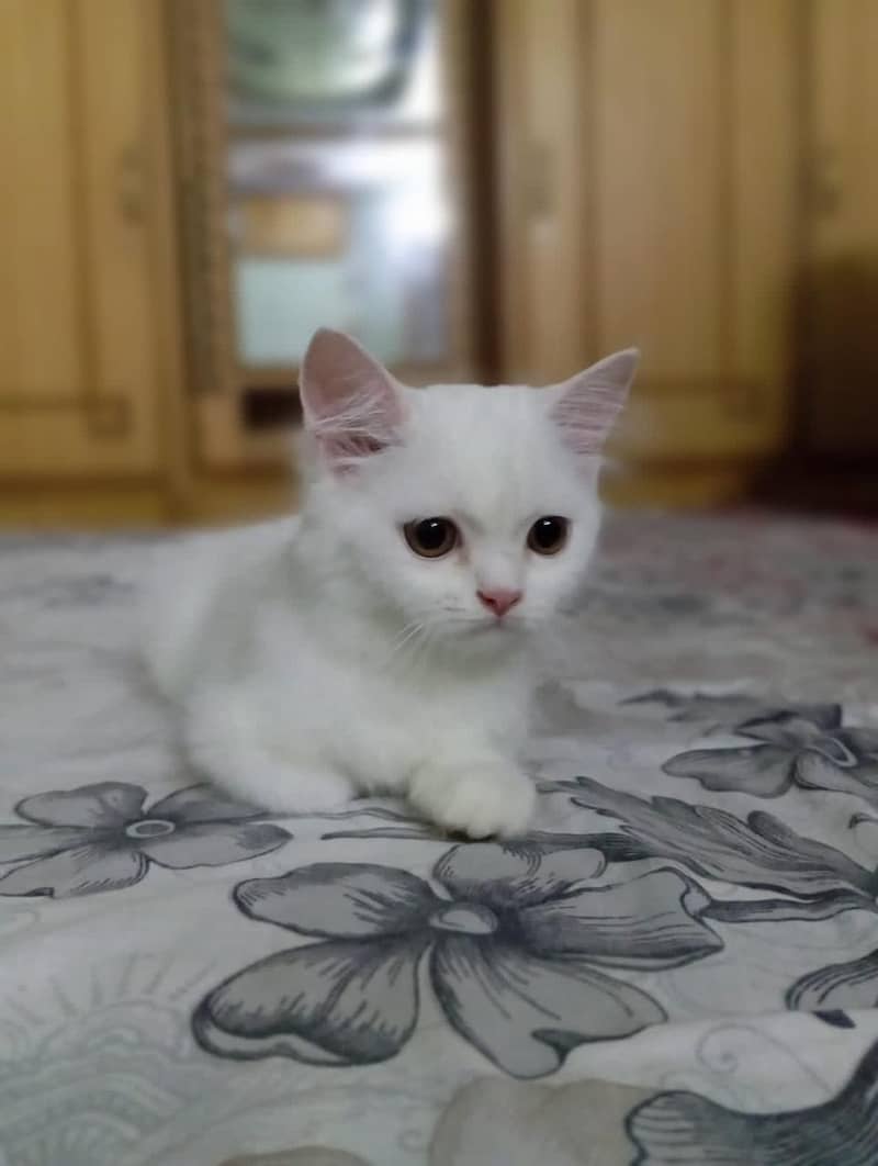 cute punch face 1