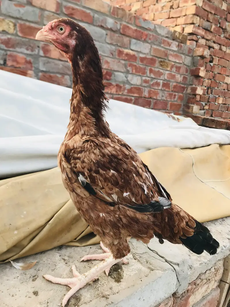mianwali female high quality — photo 2