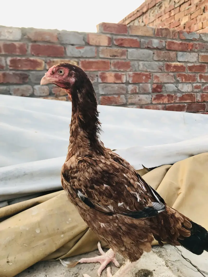 mianwali female high quality — photo 3