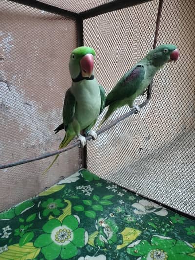 Raw Parrot for Sale