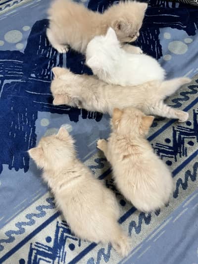 Persian Kittens | Triple coated | Pouch Face | Different colors