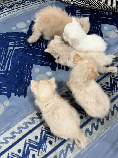Persian Kittens | Triple coated | Pouch Face | Different colors
