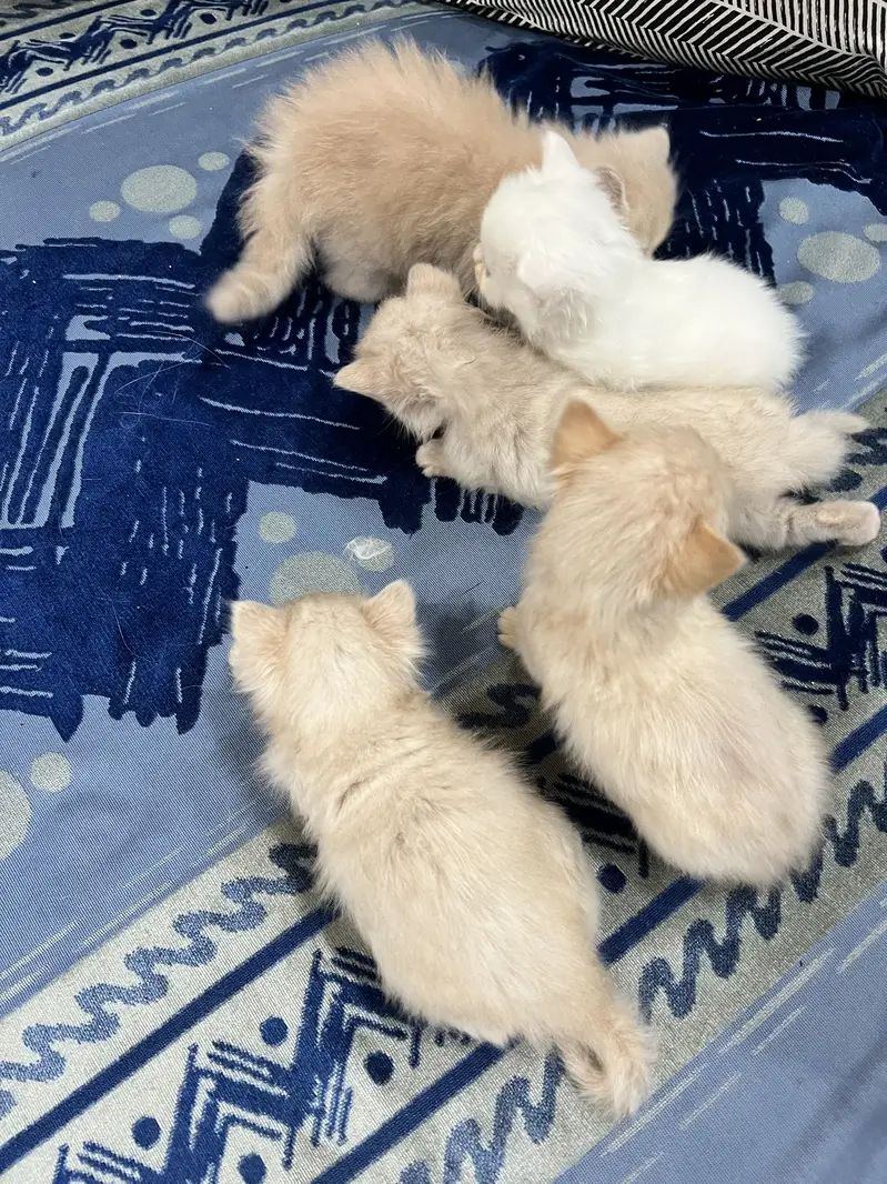 Persian Kittens | Triple coated | Pouch Face | Different colors — photo 2