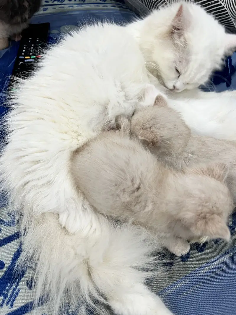 Persian Kittens | Triple coated | Pouch Face | Different colors — photo 3