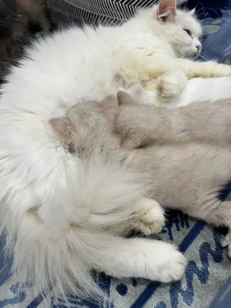 Persian Kittens | Triple coated | Pouch Face | Different colors — photo 4