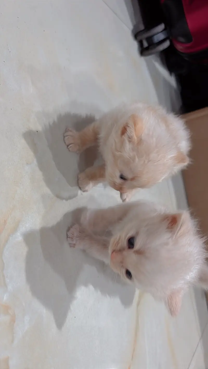 Persian Kittens | Triple coated | Pouch Face | Different colors — photo 5