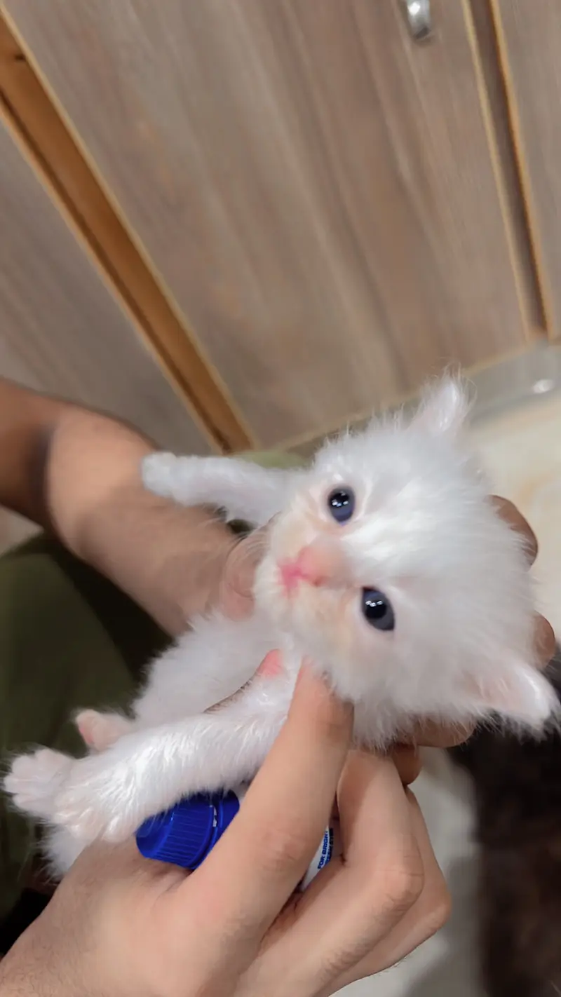 Persian Kittens | Triple coated | Pouch Face | Different colors — photo 6