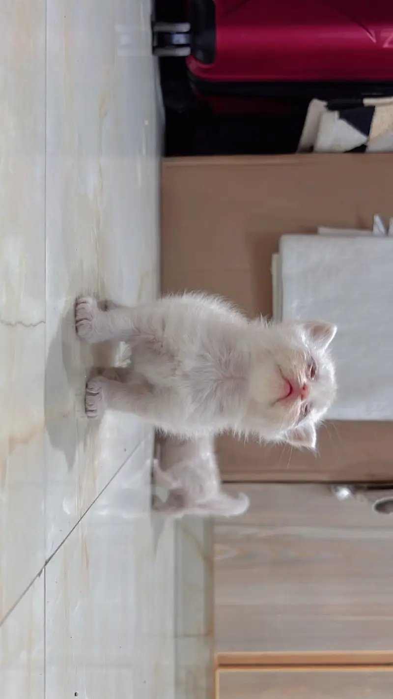Persian Kittens | Triple coated | Pouch Face | Different colors — photo 7