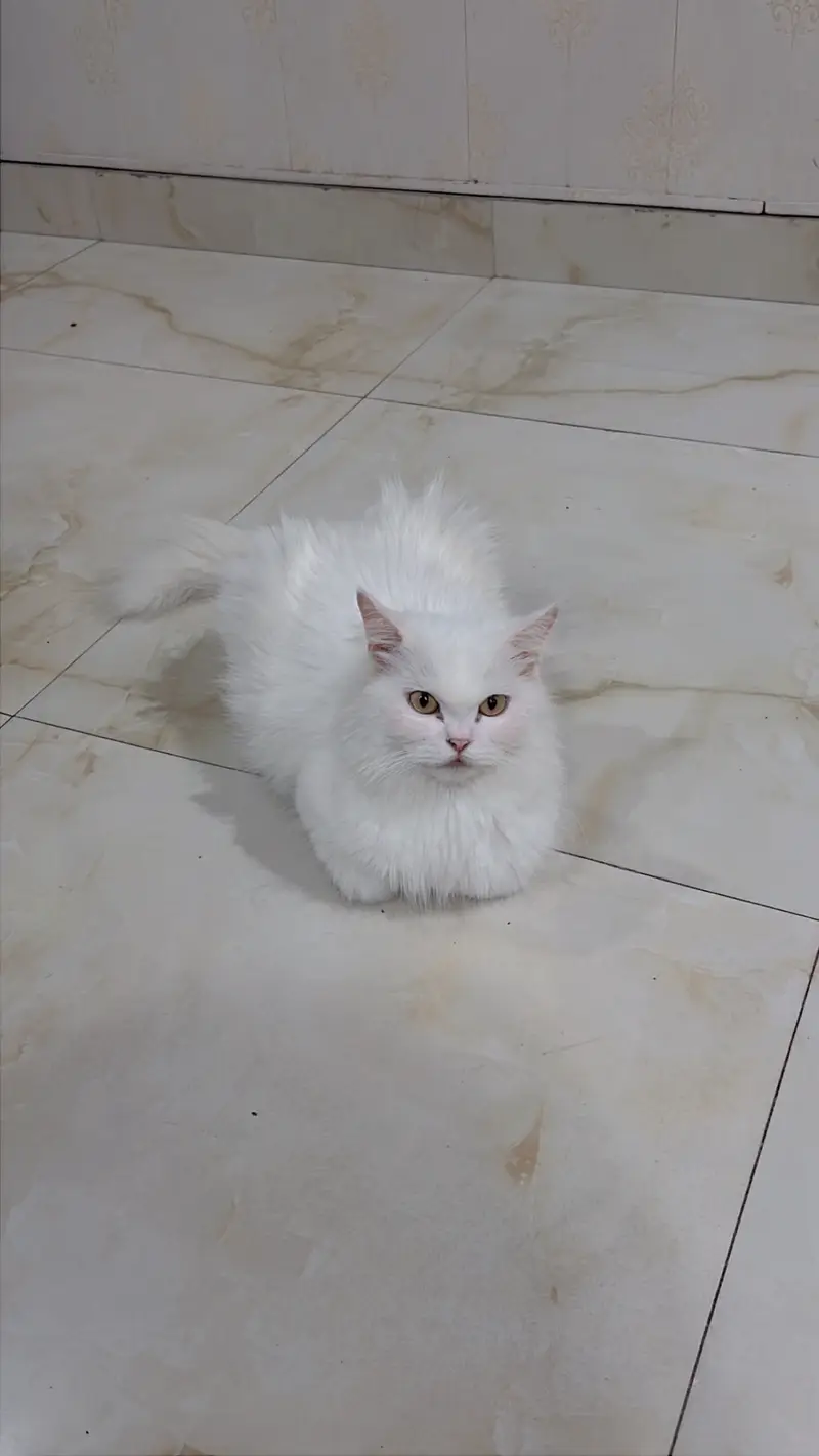 Persian Kittens | Triple coated | Pouch Face | Different colors — photo 8