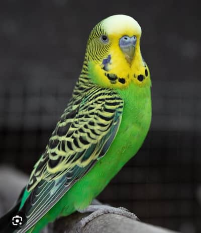 budgies required