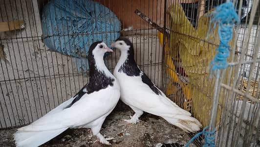 sherazi peigon for sell