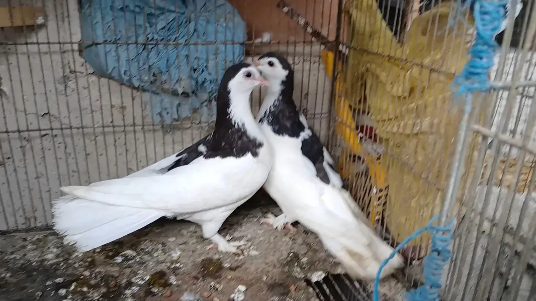 sherazi pigeon for sell — photo 2