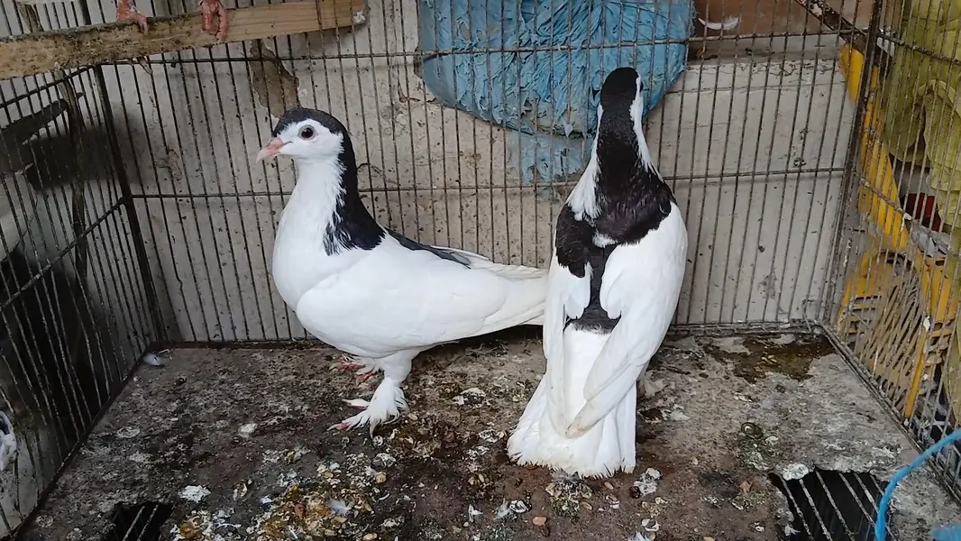 sherazi pigeon for sell — photo 3