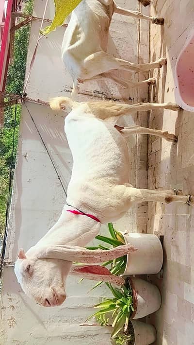 Gulabi Cross Bakriyan (Ghar ki Pali vi hen 4 Daant)