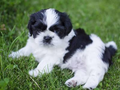 shih tzu breed male