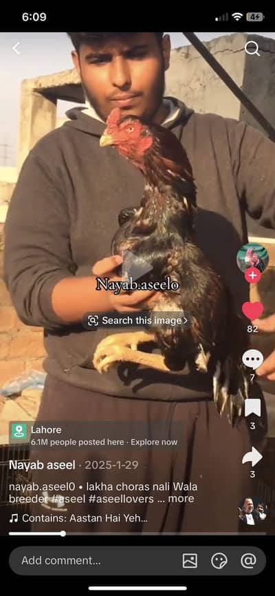 Mianwali lakha aseel murga