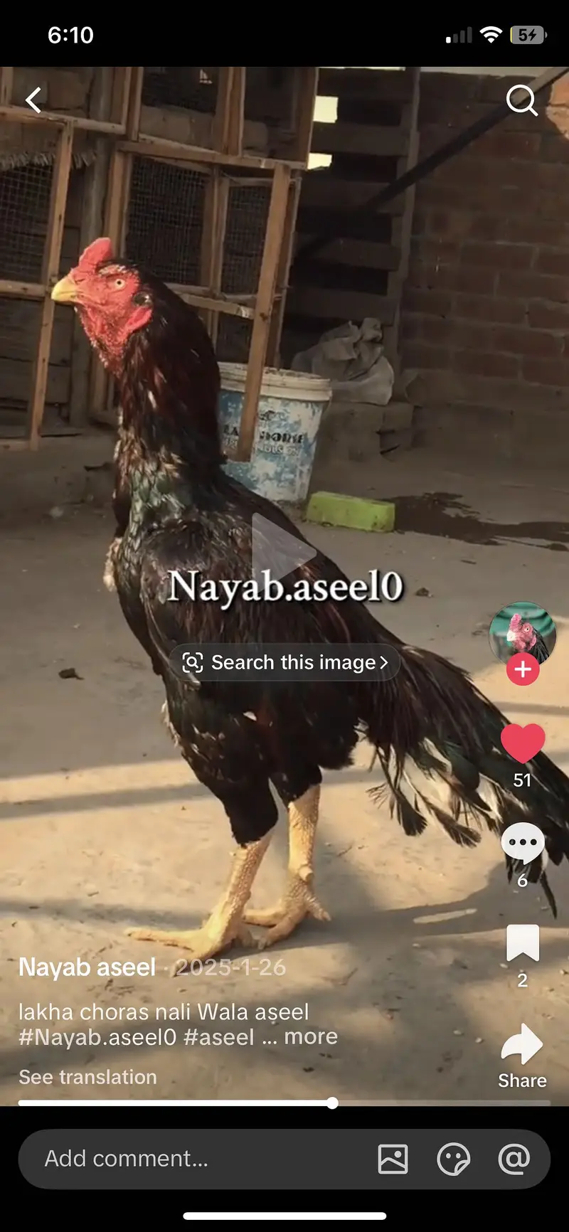 Mianwali lakha aseel murga — photo 2