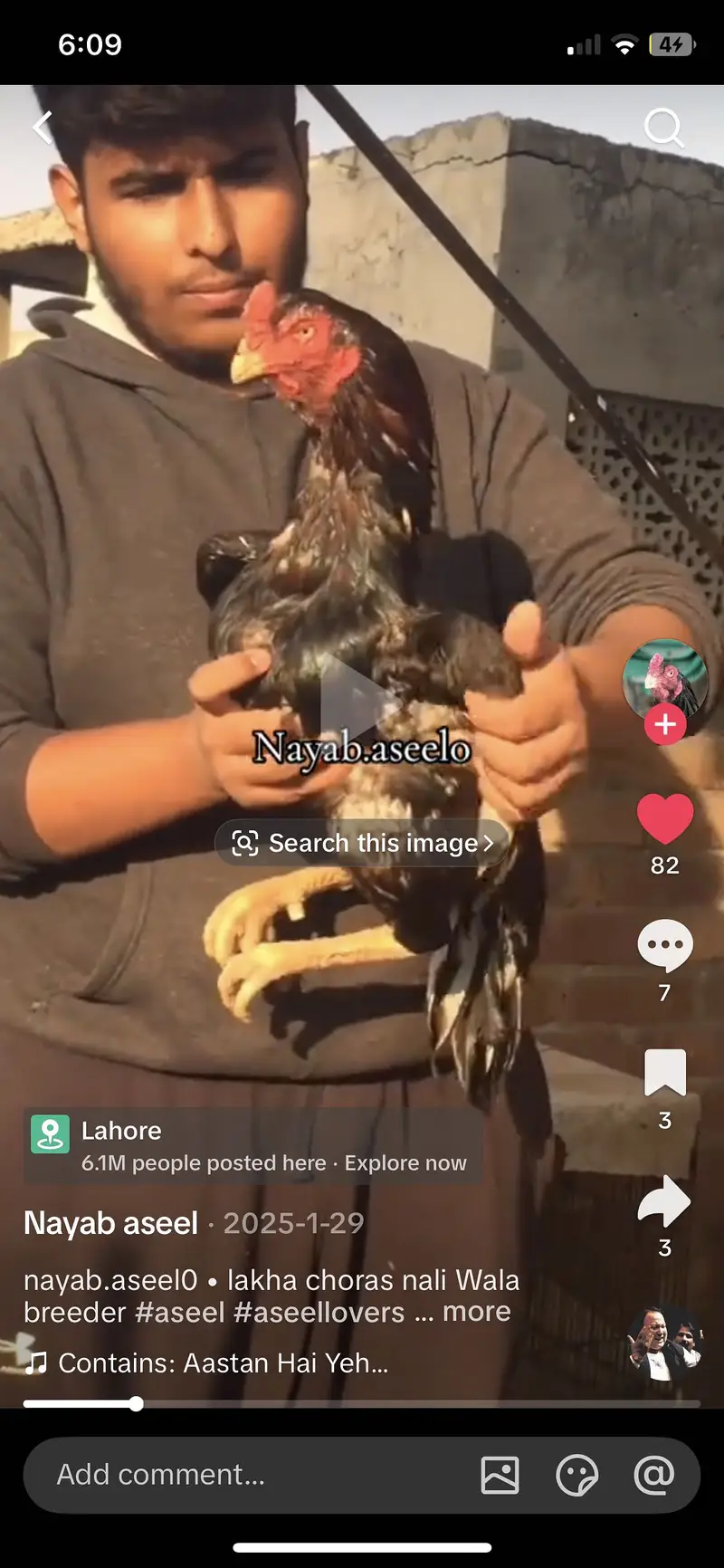 Mianwali lakha aseel murga — photo 3