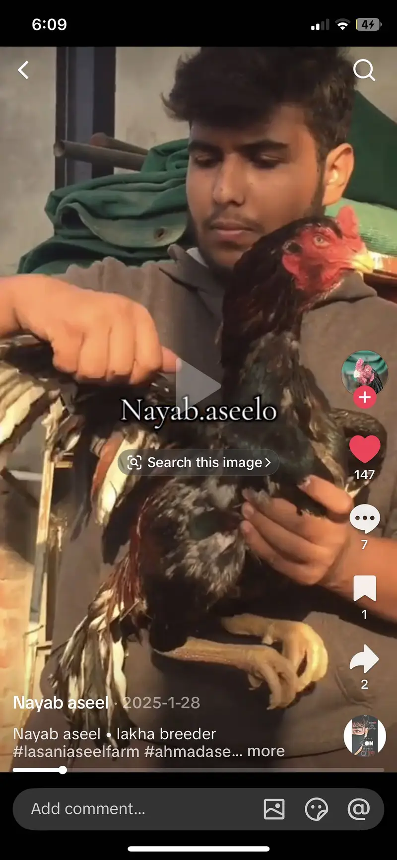 Mianwali lakha aseel murga — photo 4
