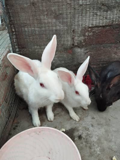 03254123746  Rabbits for sale