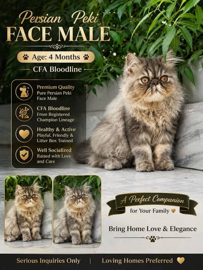 Persian Kitten Peki Face