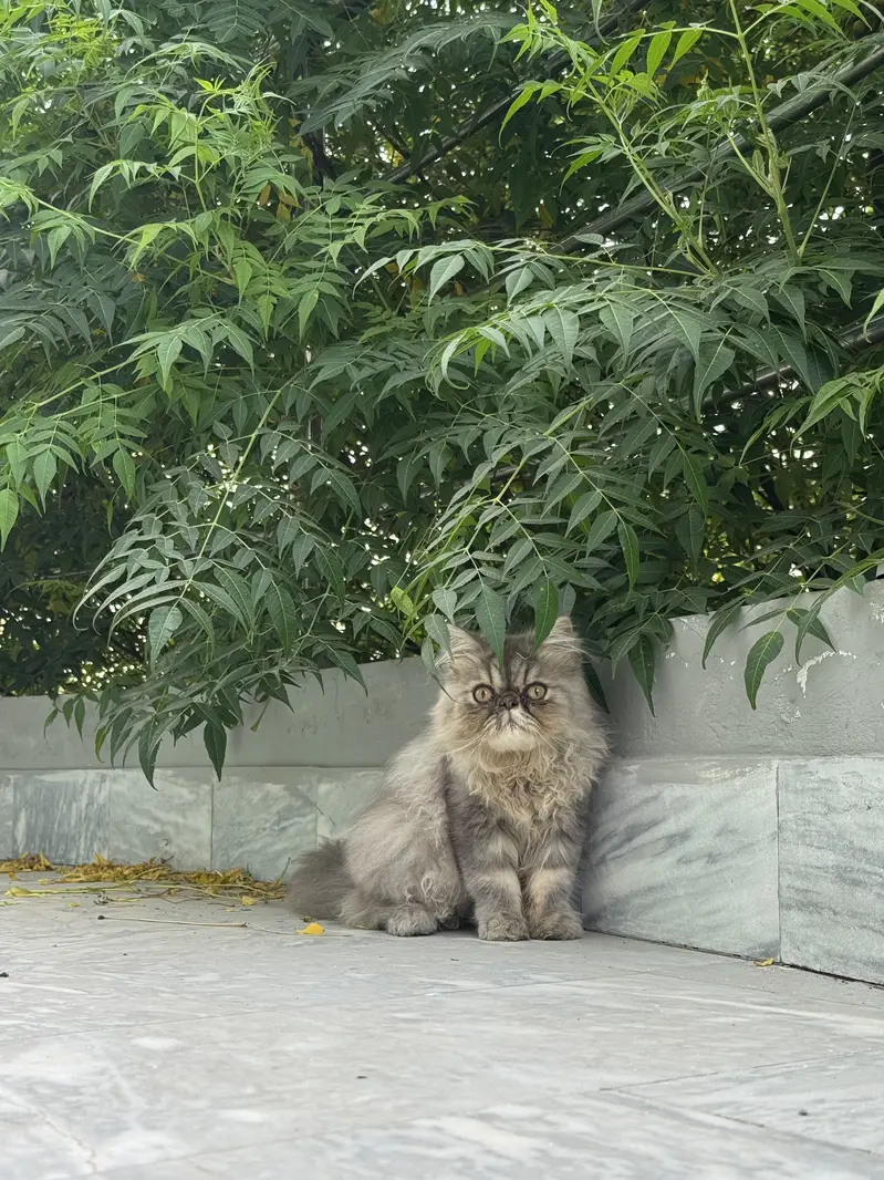 Persian Kitten Peki Face — photo 2