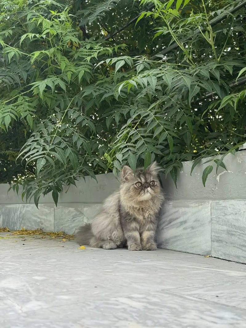 Persian Kitten Peki Face — photo 3
