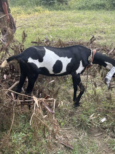 Hight wali achi bakri ha  nasal b achi ha betal
