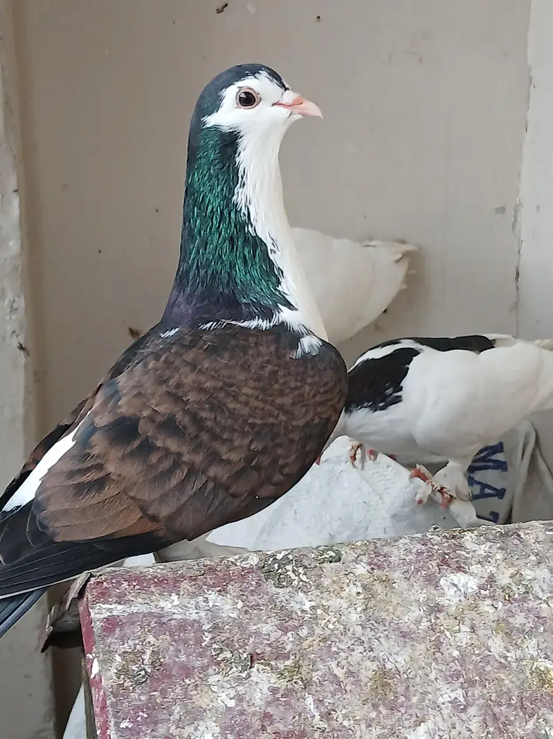 sherazi pigeon for sell — photo 4
