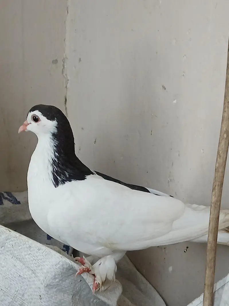 sherazi pigeon for sell — photo 5