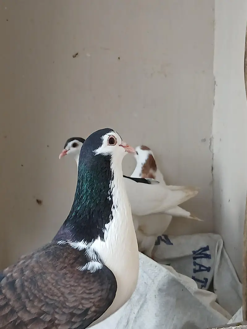 sherazi pigeon for sell — photo 6