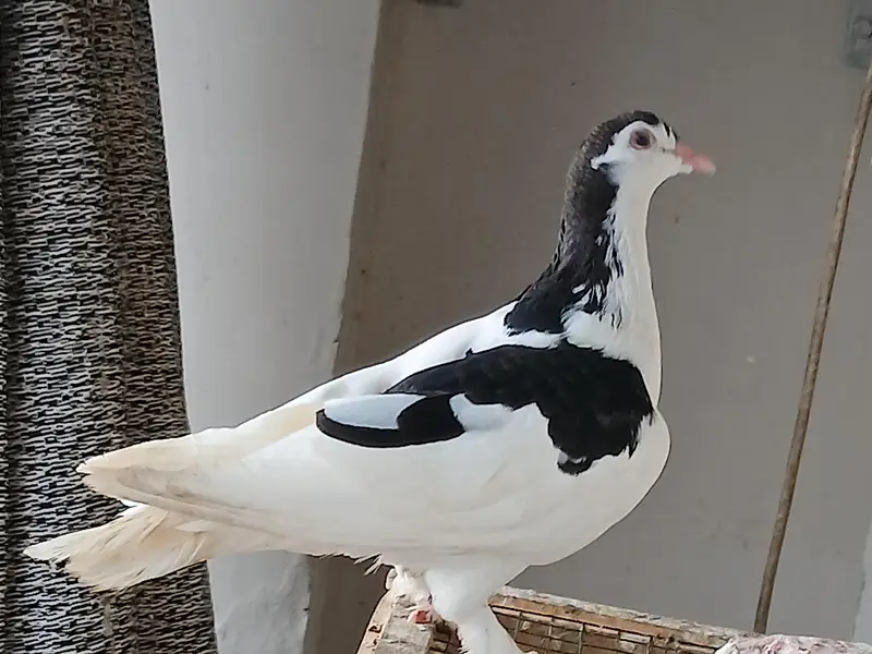 sherazi pigeon for sell — photo 7