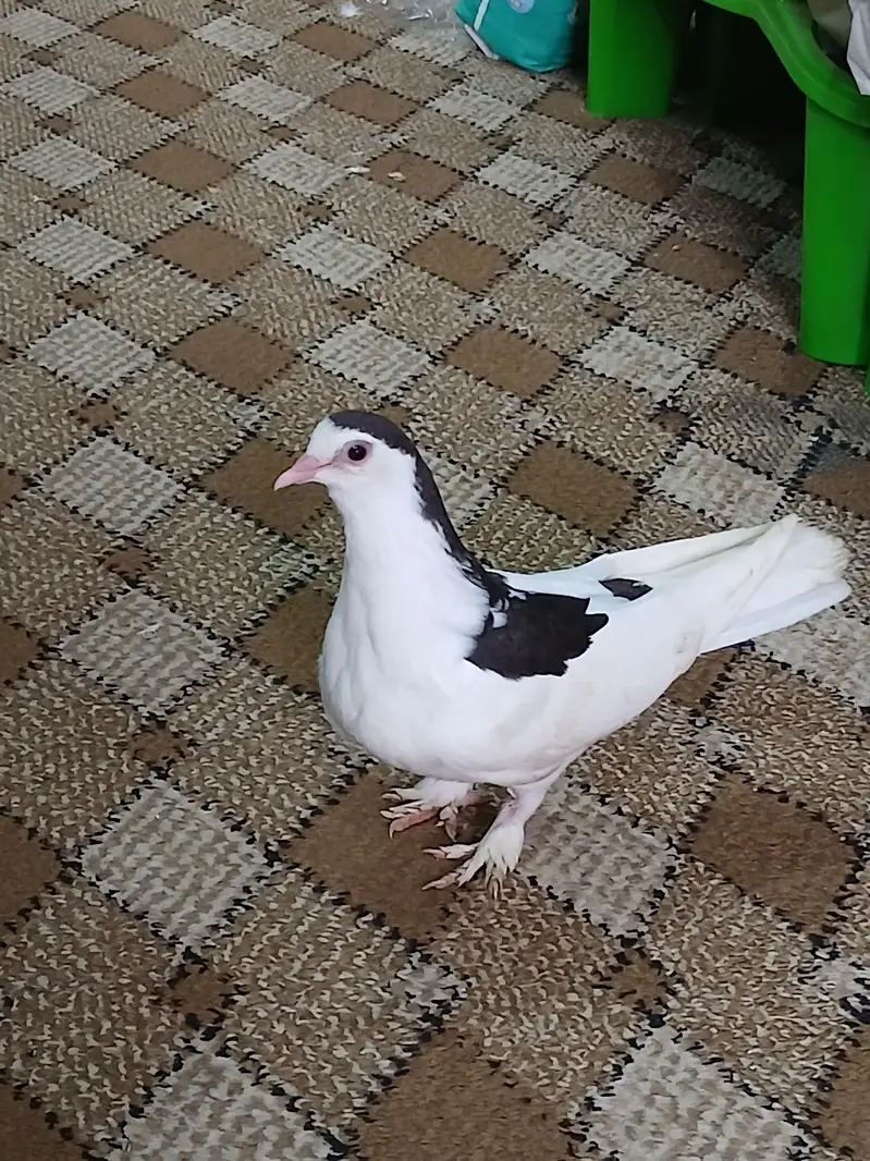 sherazi pigeon for sell — photo 8