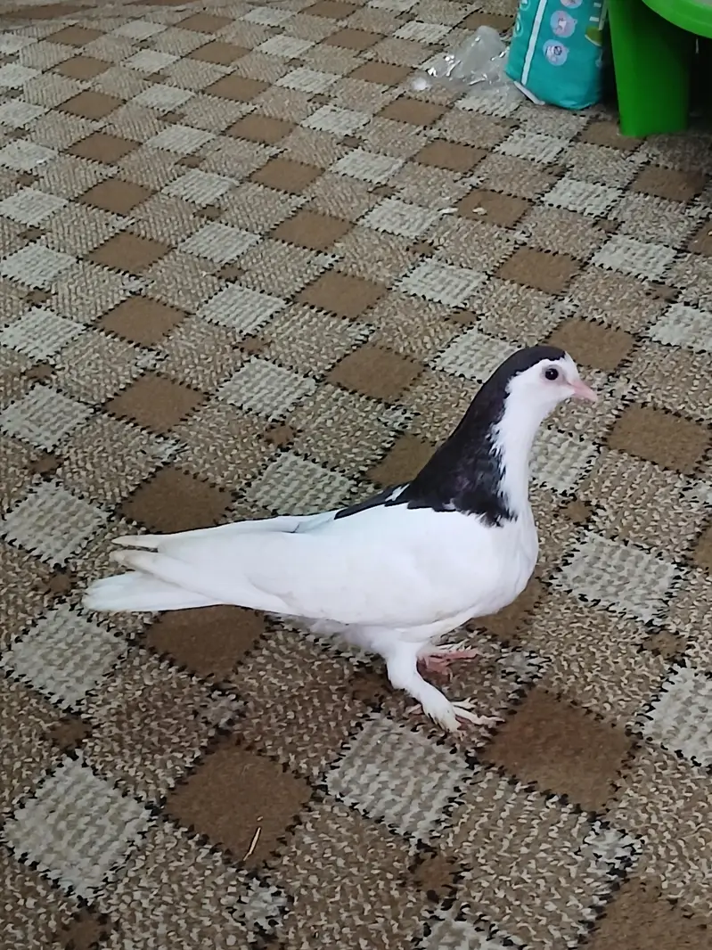 sherazi pigeon for sell — photo 9