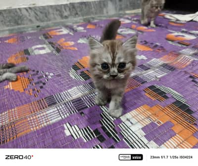 persian kitten baby