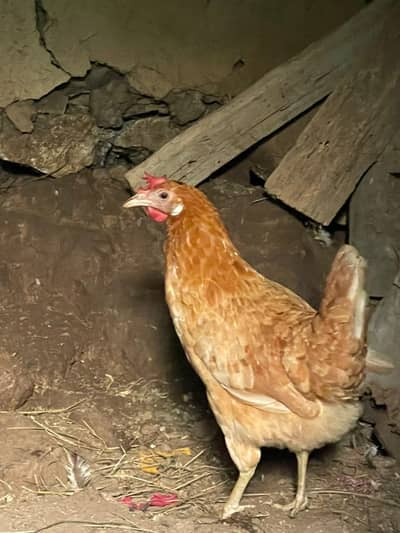 black copper Marans