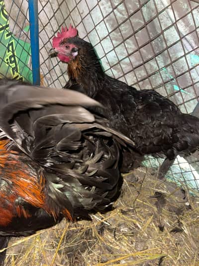 black copper Marans