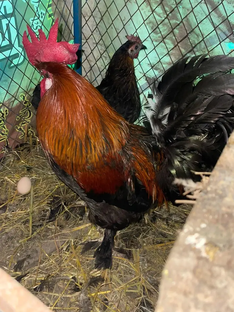 black copper Marans — photo 2