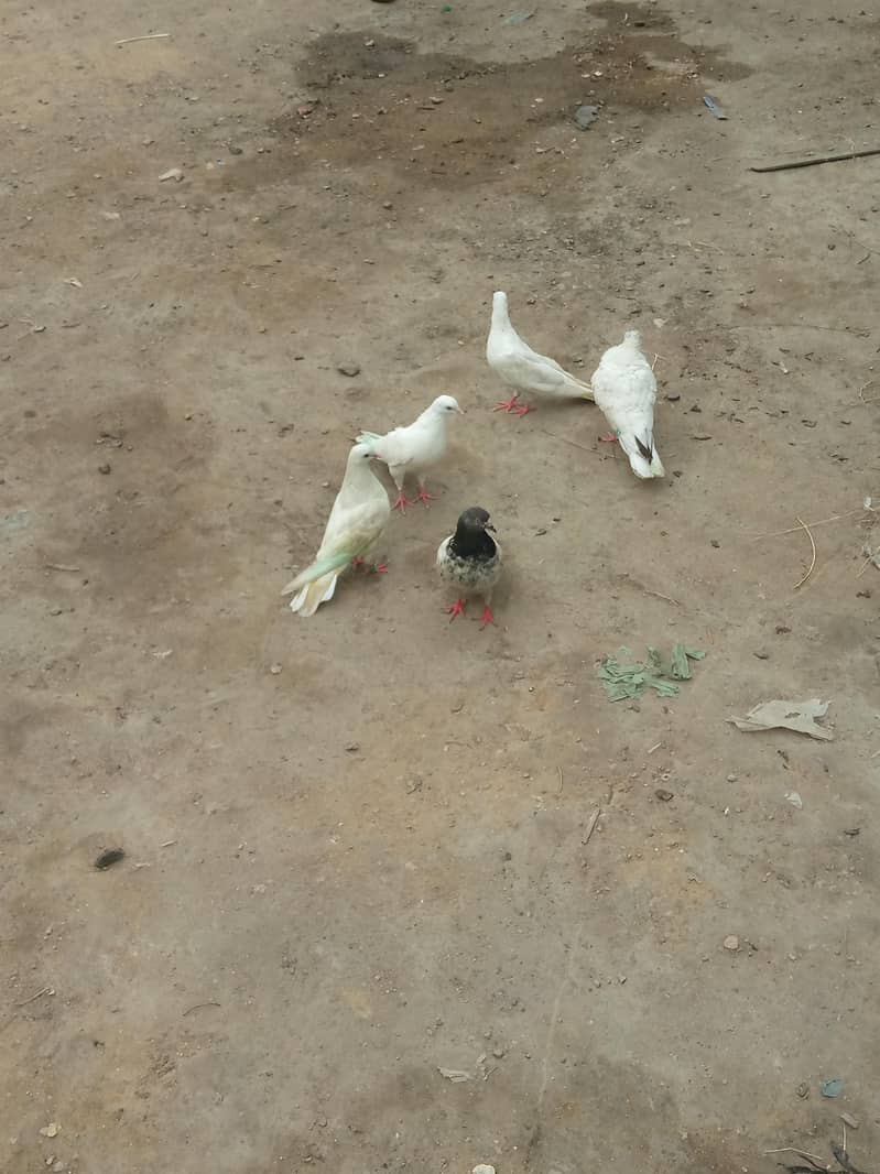 pigeon 0